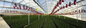 Novedades Agrícolas instala un invernadero para el Cultivo de Planta Ornamental en Almería